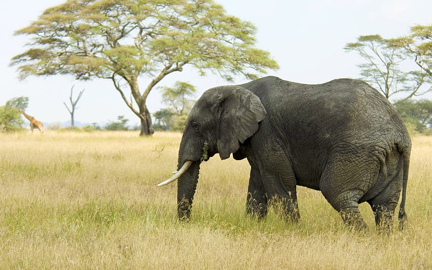 สัตว์ ธรรมชาติ ต้นไม้ หญ้า ทุ่งหญ้าสะวันนา ช้าง วอลล์เปเปอร์ HD