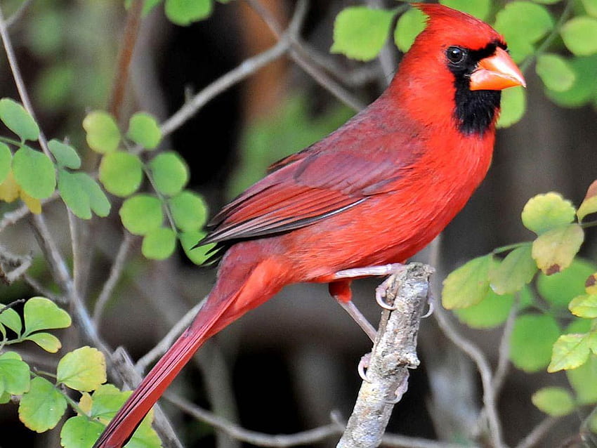 VDH35: Cardinal . Colorful birds, Most beautiful birds, Cardinal birds, Red Cardinal Bird HD wallpaper