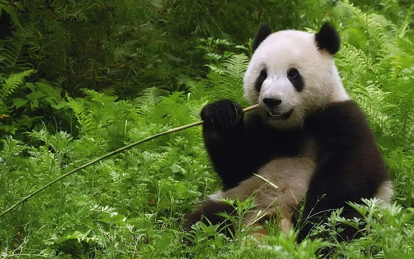 Giant Panda Eating Bamboo HD wallpaper