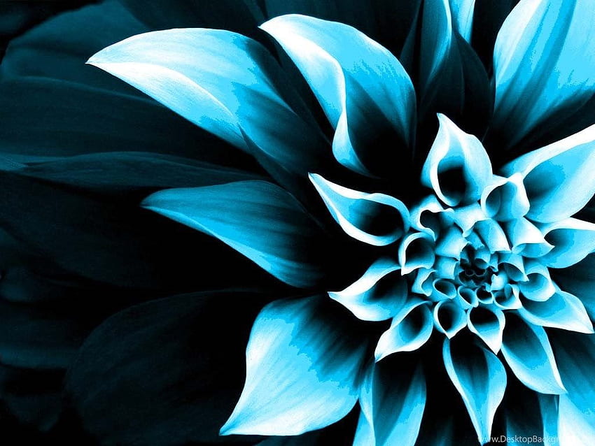 Flower color change background HD wallpapers | Pxfuel