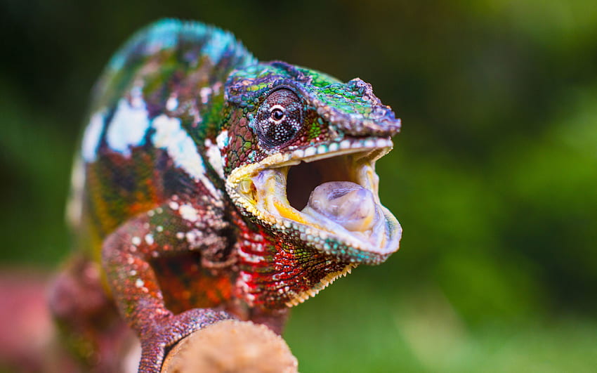 Haggai Wolverbeard on Cool Crap. Chameleon, Reptiles, Funny Chameleon HD wallpaper