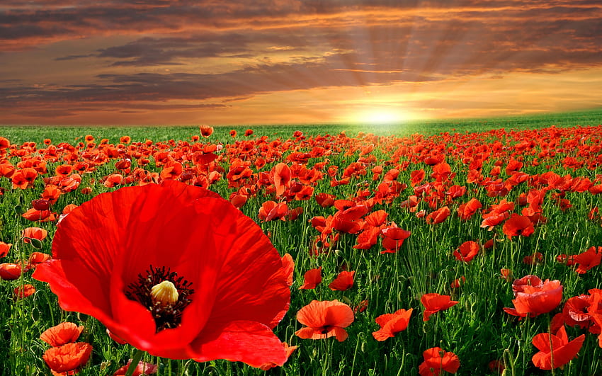 Poppy field at Sunset, Field, Bright, Rays, Red HD wallpaper