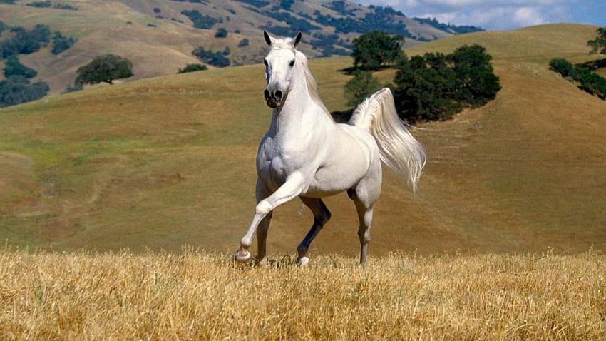 Running White Horse (JPEG Resim, 1366 × 768 Piksel) Ölçek: %79. Horses, Horse , hopped Animals HD wallpaper