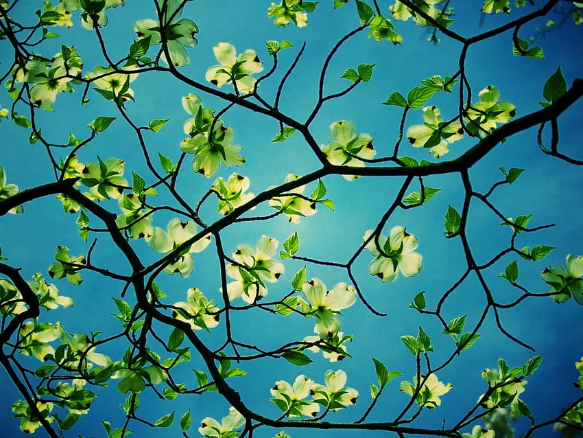 Albero di corniolo fiore albero di corniolo Sfondo HD