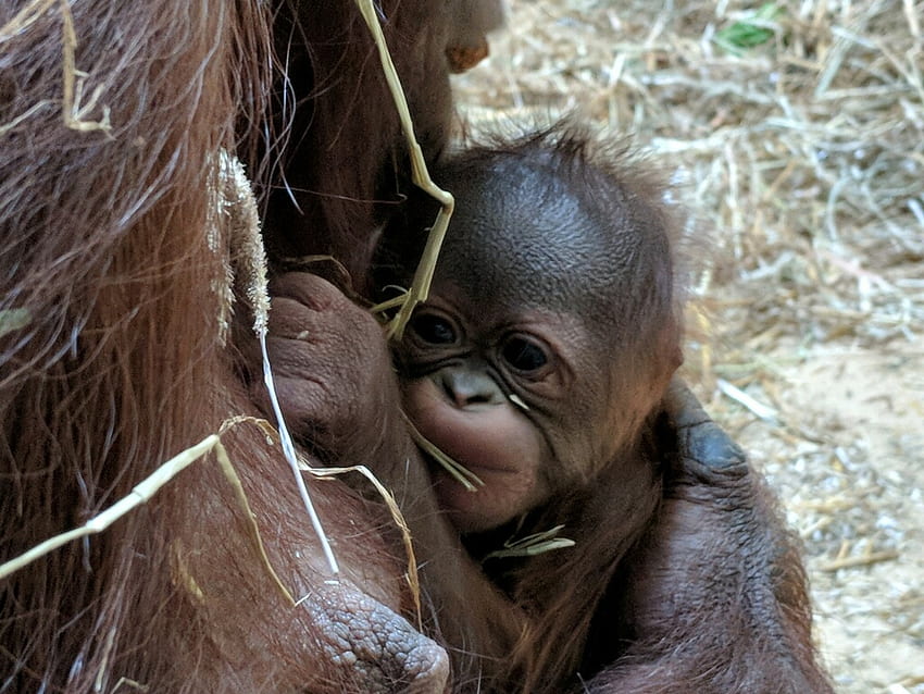 Virginia Zoo Welcomes Its First Ever Baby Orangutan HD wallpaper