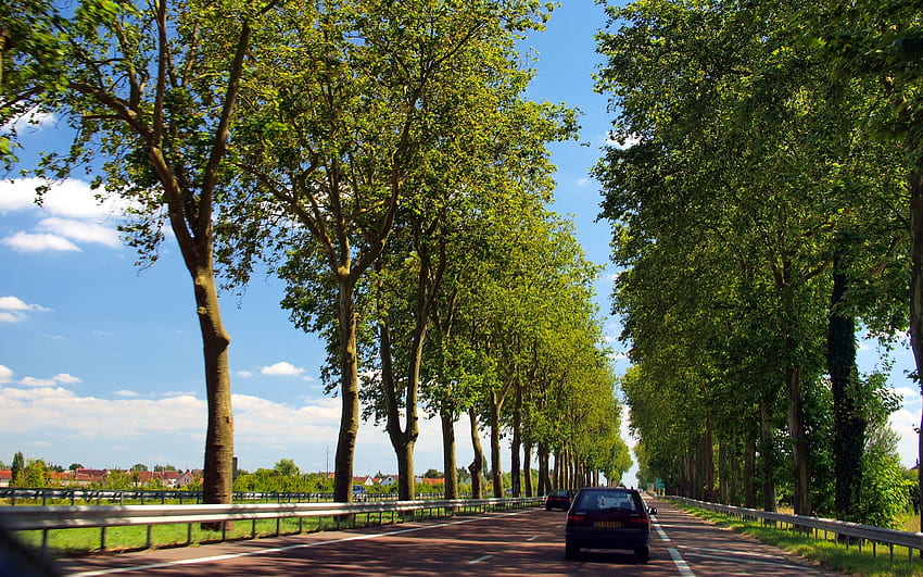 Route en Bourgogne, France, allée d'arbres, France, route, Bourgogne Fond d'écran HD
