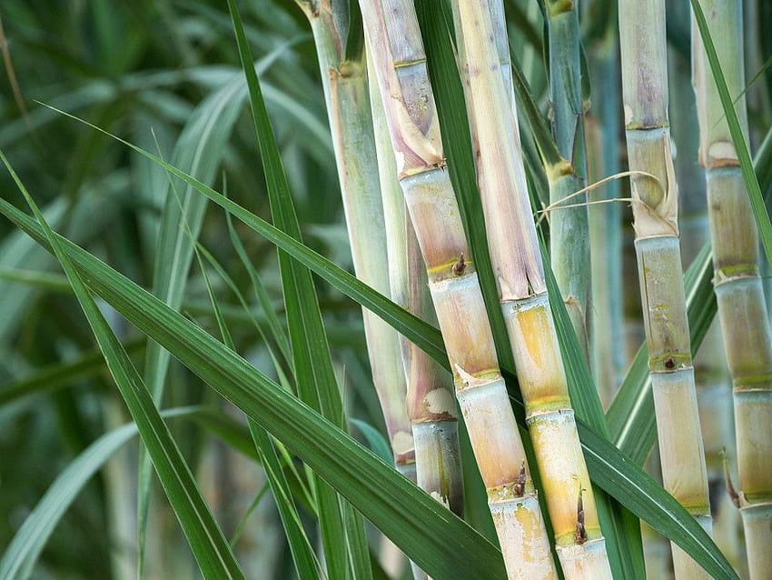 Sugarcane: an alternative to plastic packaging? HD wallpaper