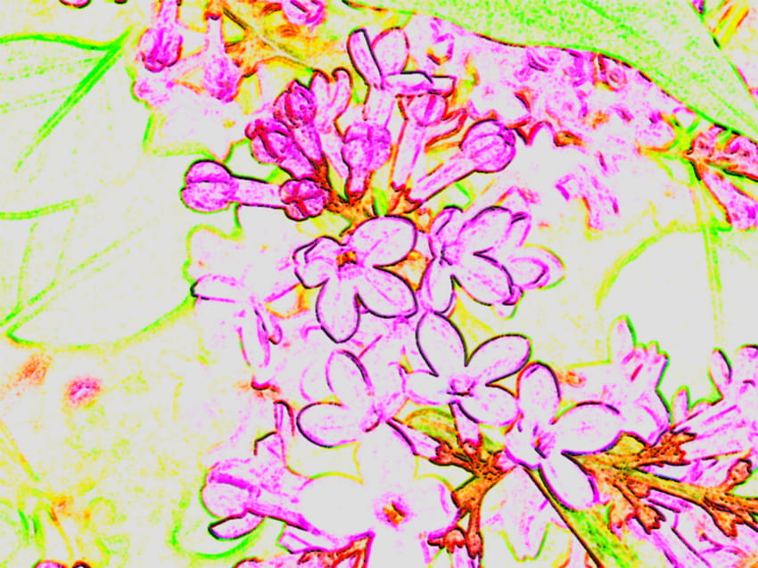 Flieder, Pastell, Lila, Skizze, Lavendel, Grün, Flieder HD-Hintergrundbild
