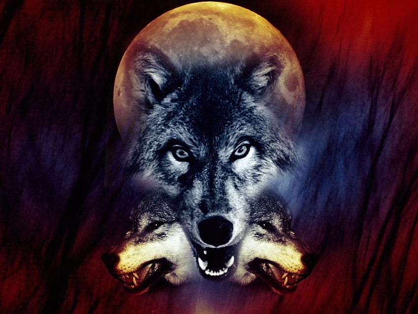 Erstaunlicher Wolf, Leben, Fantasie, Wolf, wild HD-Hintergrundbild