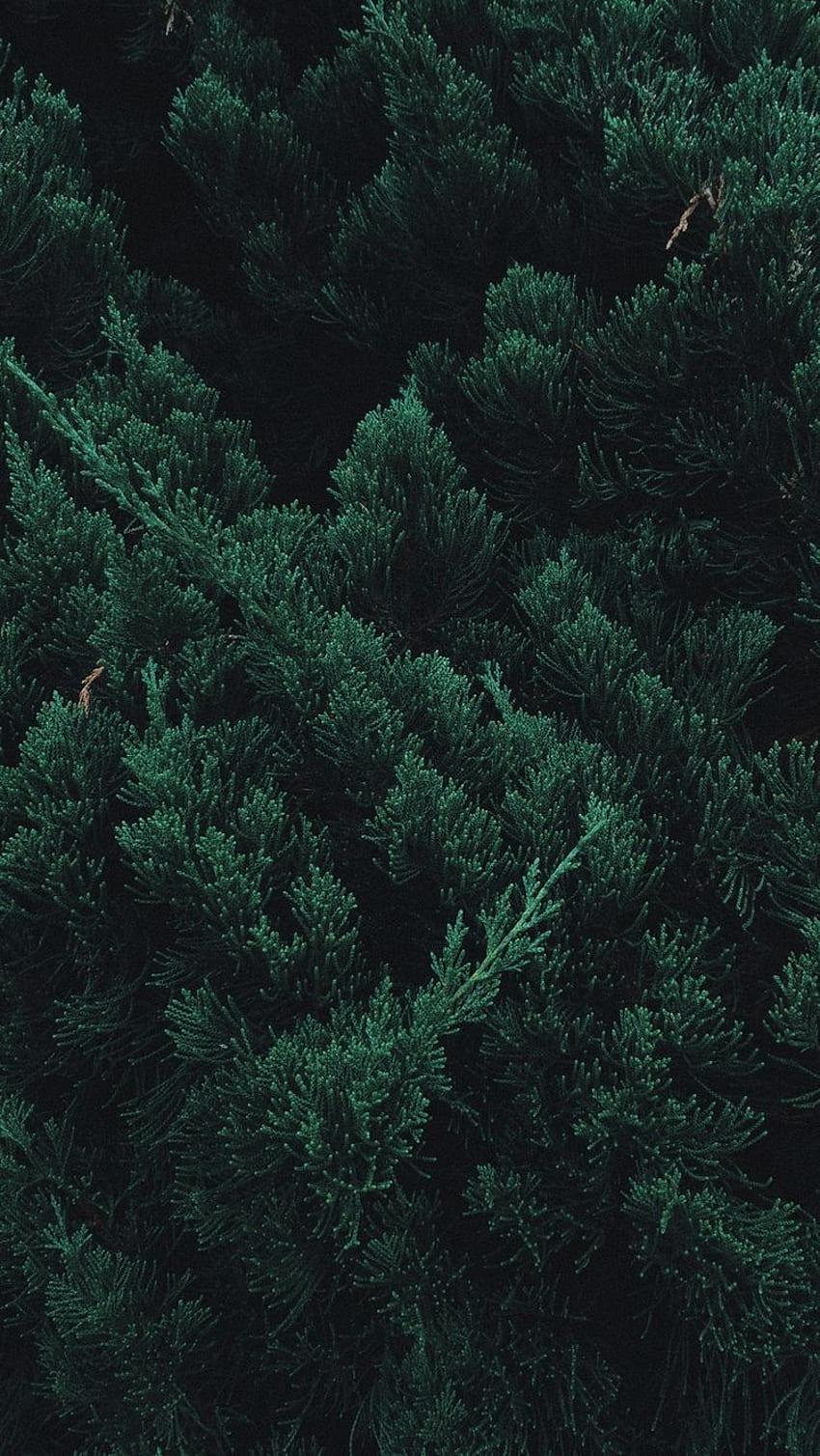 Aesthetic green forest HD wallpapers | Pxfuel