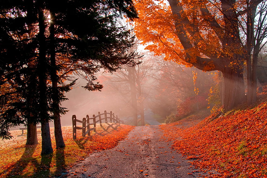 Road in autumn park, fall, walk, park, mist, leaves, fence, trees, autumn, road, foliage HD wallpaper