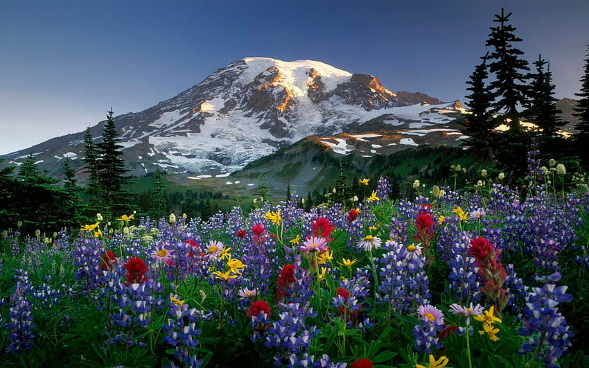 Natur, Blumen, Bäume, Berge, Schnee, Poljana, Lichtung, Lupinen HD-Hintergrundbild