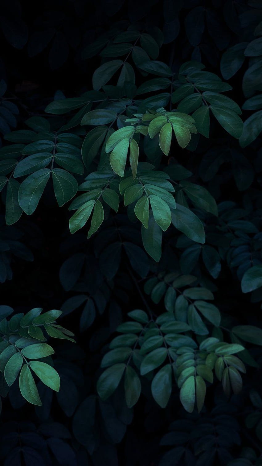 IPHONE 6 PLUS Y 6S PLUS. Estética verde oscuro, iPhone 6s, minimalista, estética de hojas oscuras fondo de pantalla del teléfono