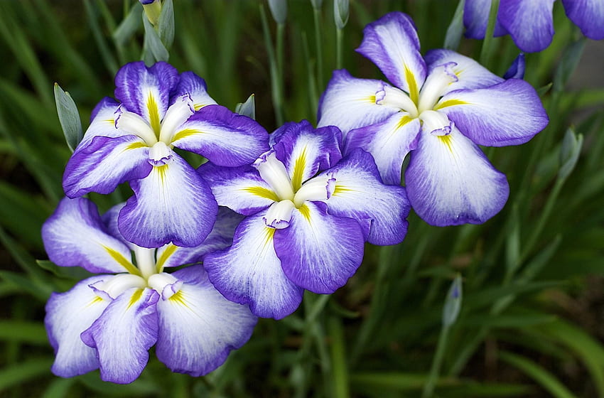 Fleurs, Parterre De Fleurs, Parterre De Fleurs, Iris Fond d'écran HD