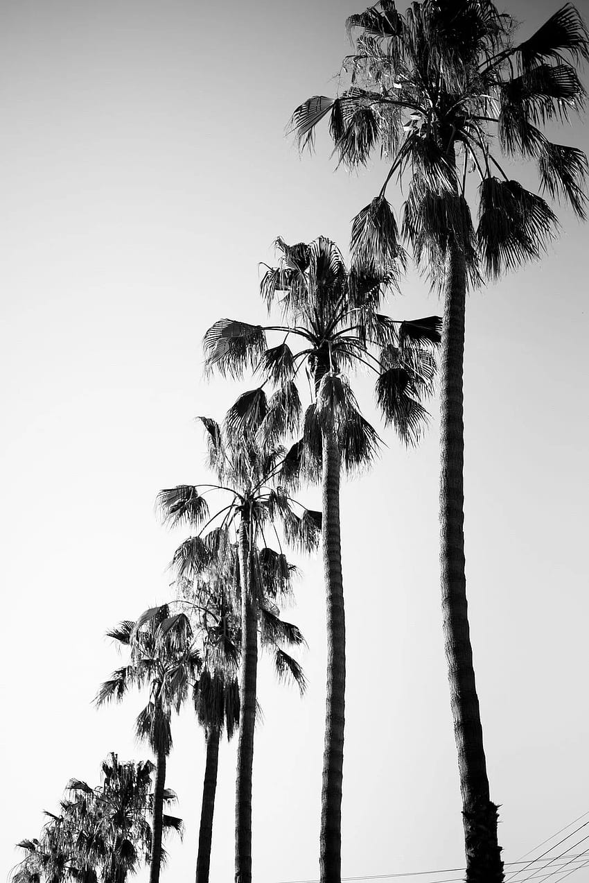 Black and White Palm Trees. Black and white wall, Black and white wall, Black and white beach HD phone wallpaper