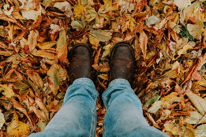 Autumn, , , Legs, Foliage, Fallen HD wallpaper