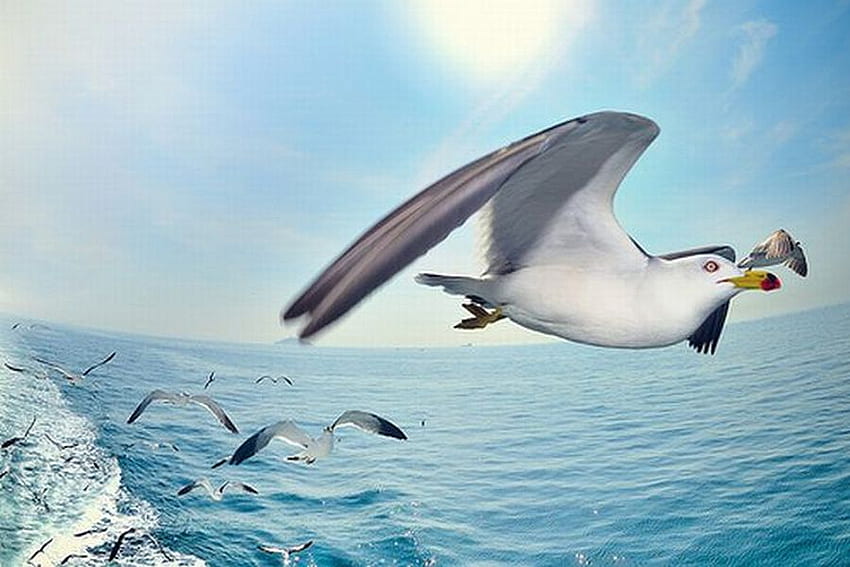 Latające ptaki, latające, piękne, ptaki Tapeta HD