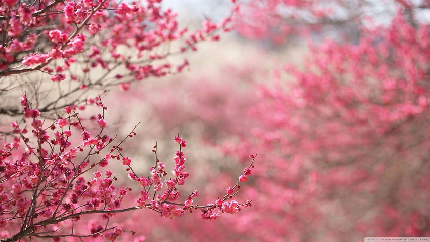 Cherry blossom tree android HD wallpapers | Pxfuel