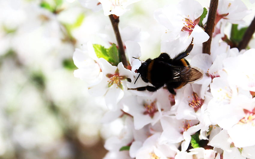 Макро, цъфтеж, цъфтеж, клон, пролет, пчела HD тапет
