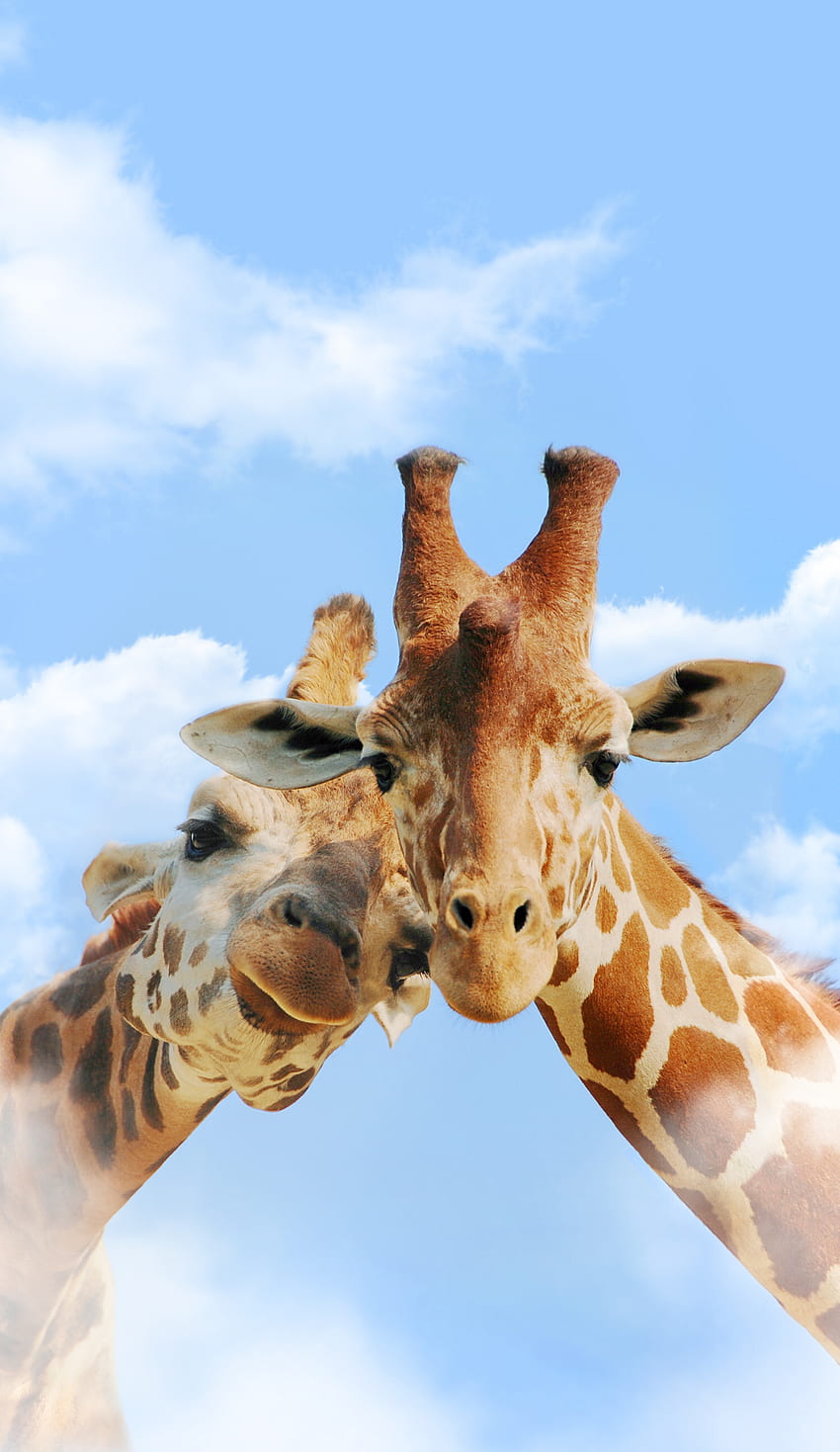 All Animals Dump. Cute giraffe, Animal , Cute, Cute Animal Phone HD phone  wallpaper | Pxfuel