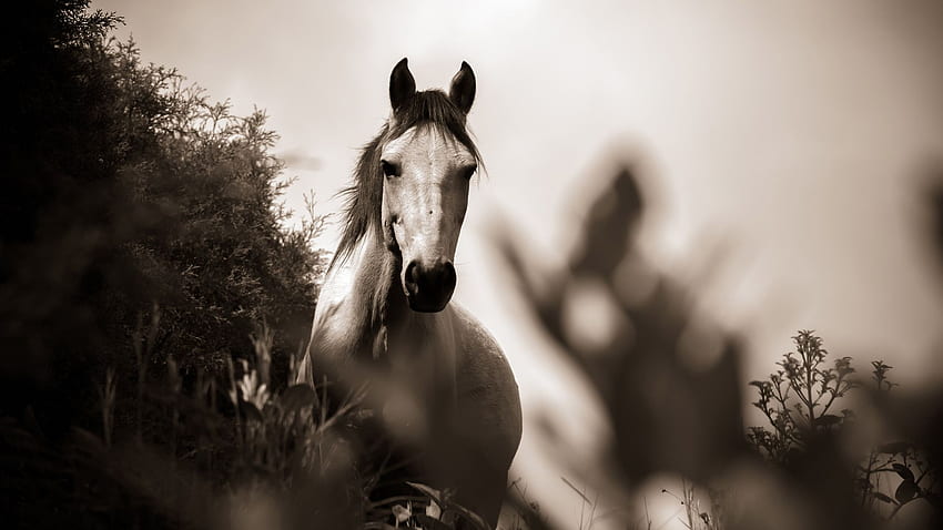 Horse Grayscale Laptop Full , , Background, and HD wallpaper