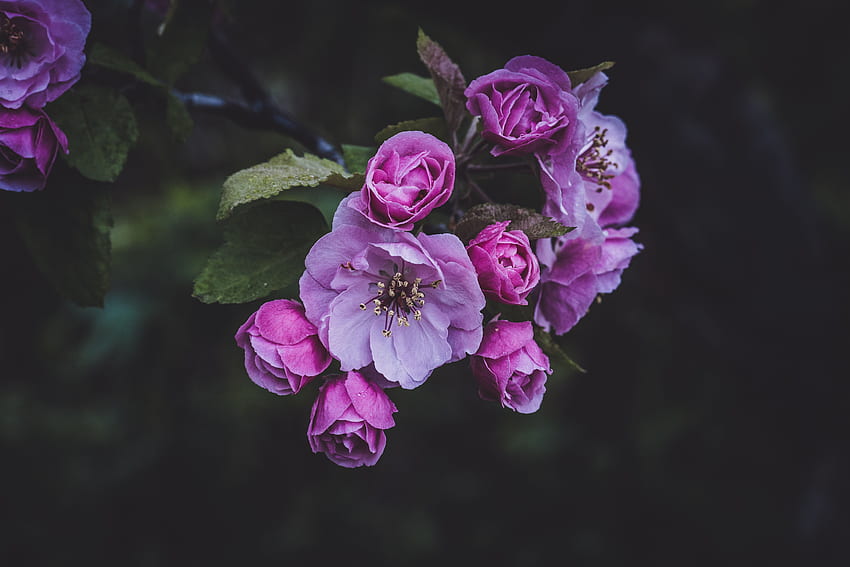 Bloom, Spring, Flowers, Pink, Flowering HD wallpaper
