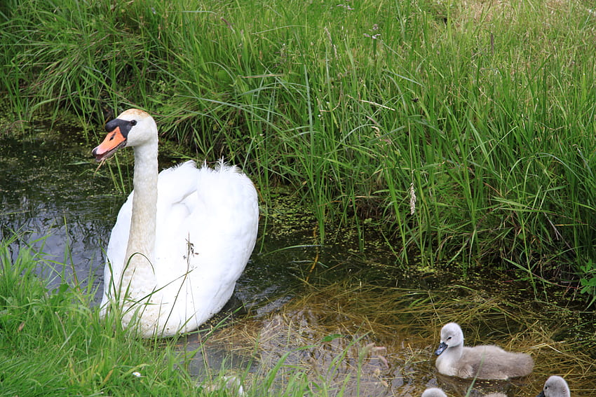 Swans Mom and Babies, swans, white, birds, grey, graphy, green HD wallpaper