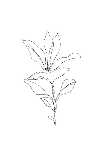 Plant Line Art Aesthetic Hand Draw Plant Drawing Plant Sketch Plant PNG  Transparent Clipart Image and PSD File for Free Download