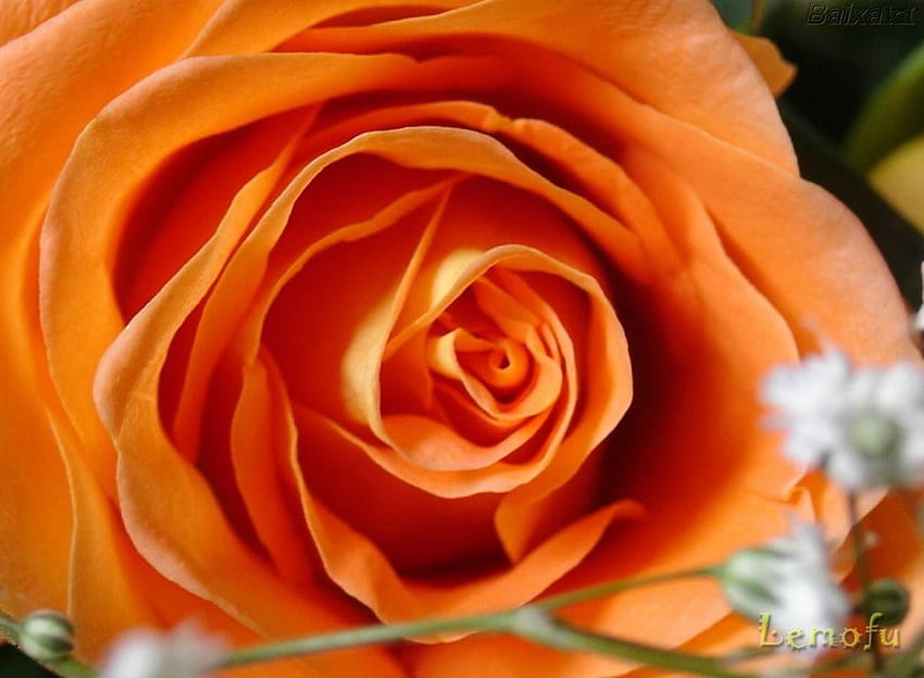 Mawar oranye, mawar, bunga Wallpaper HD