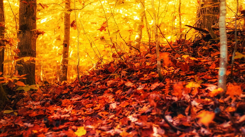 Autumn Forest at Michigan, leaves, sunlight, fall, trees, colors, usa HD wallpaper