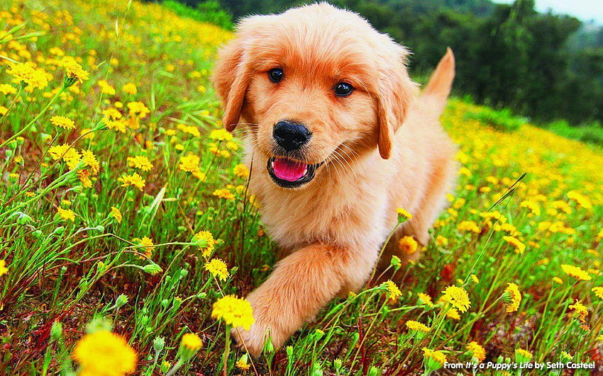 Golden Retriever Puppy, Golden Retriever Summer HD wallpaper