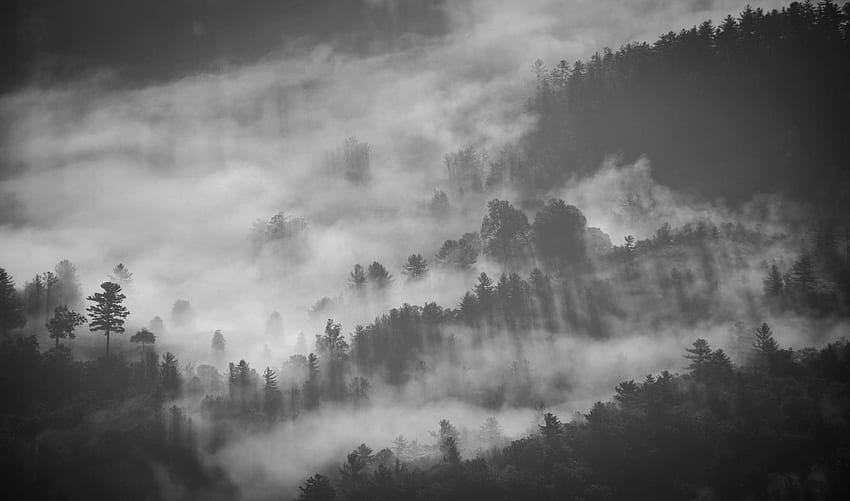 nebbia, fumo, foschia, mattina, buio, nuvoloso, paesaggio, albero, monocromatico, montagna, pendio, natura, luce, nero, nebbioso, bianco e nero, nuvola, foresta, nero. Moca Sfondo HD