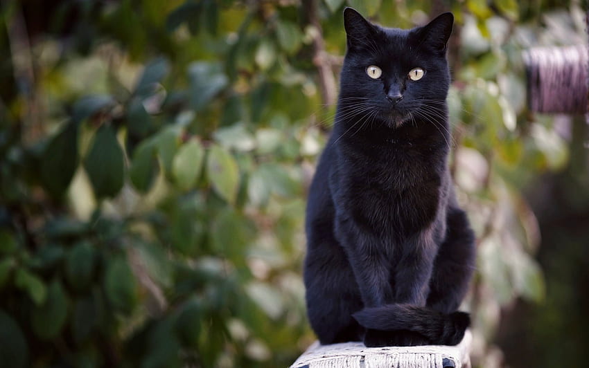 Cat, fur, animal, black HD wallpaper