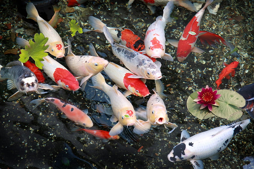 Koi Fish Pond , Koi Fish Pond Galleries,. W.Web, Japanese Koi Fish Pond HD wallpaper