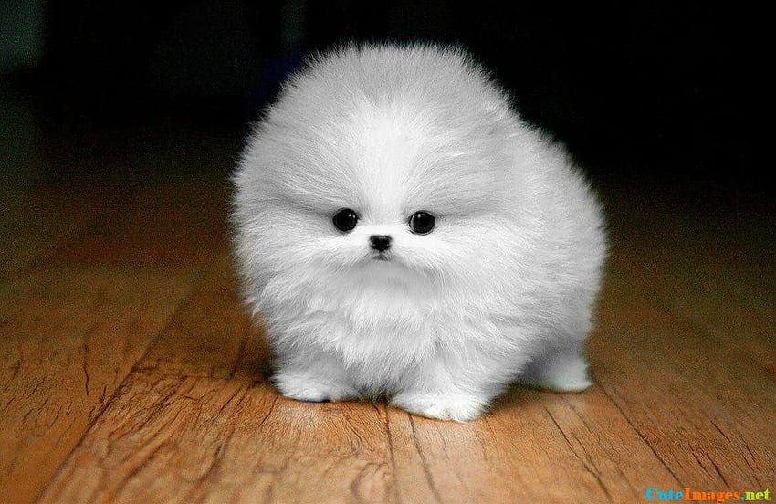 Cute Dog - Fluffy Maltese Puppy HD wallpaper