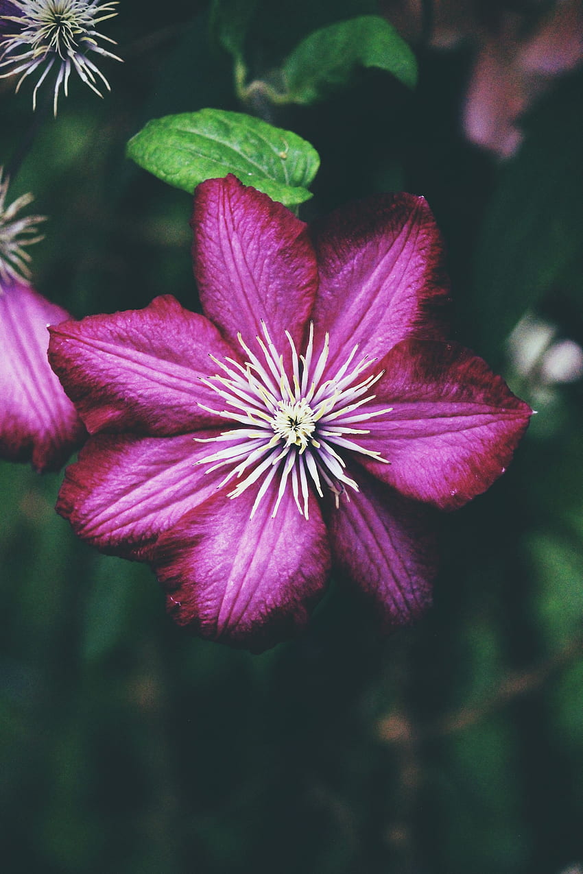 Flowers, Petals, Bud, Clematis HD phone wallpaper