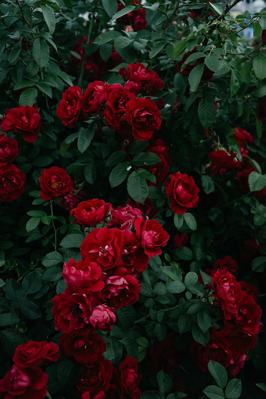 Fleurs, Roses, Feuilles, Arbrisseau, Bourgeon, Bloom, Floraison, Jardin Fond d'écran de téléphone HD