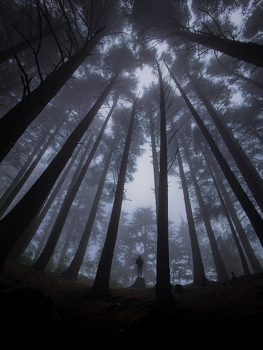Allein, Verschiedenes, Sonstiges, Wald, Nebel, Dunkelheit, Einsamkeit, Einsam HD-Handy-Hintergrundbild