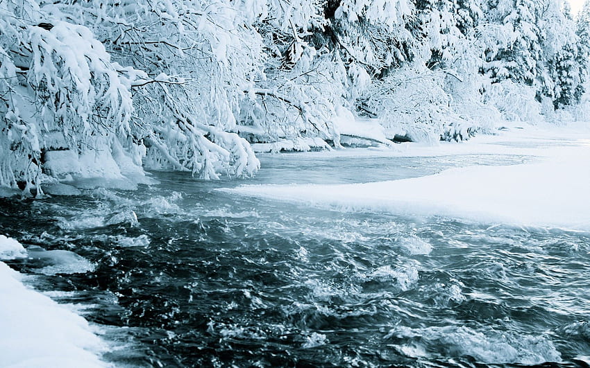 Frozen Forest, Arctic Forest HD wallpaper