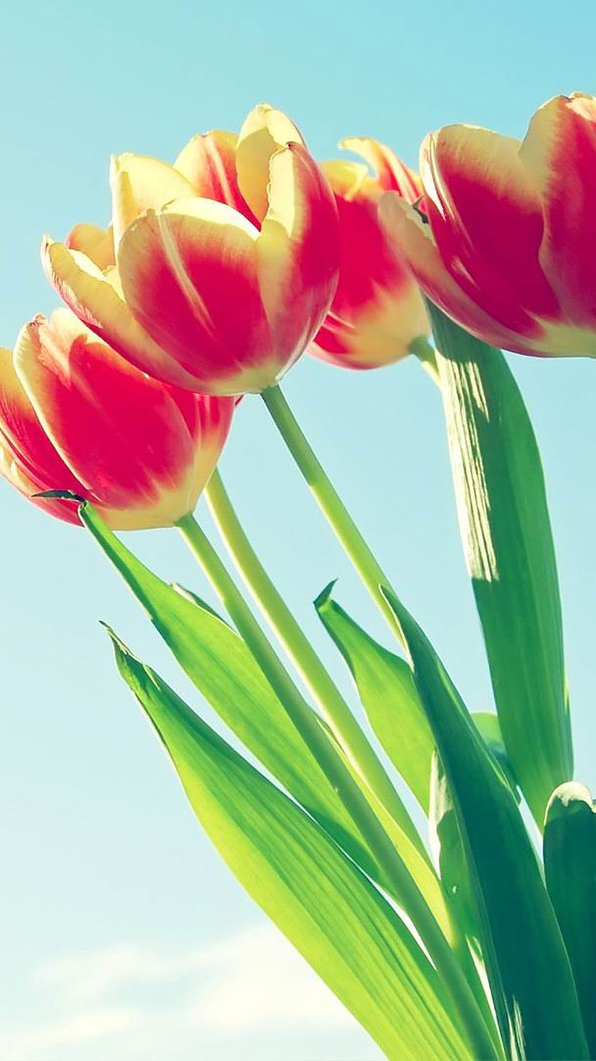 Makro iPhone 6 z pęczkiem tulipanów. iPhone, tulipany Tapeta na telefon HD