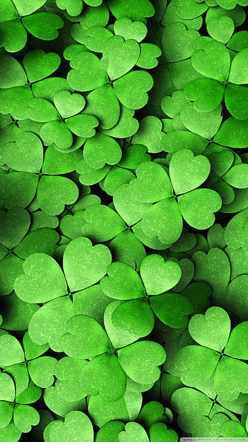 Four leaf clover HD wallpapers | Pxfuel