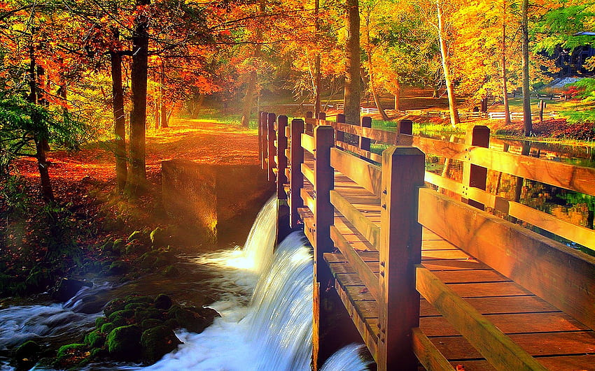 jesień, upadek, kraj, natura, drzewo, las, liść, liście, ścieżka, szlak, most / i mobilne tło, jesień panorama Tapeta HD