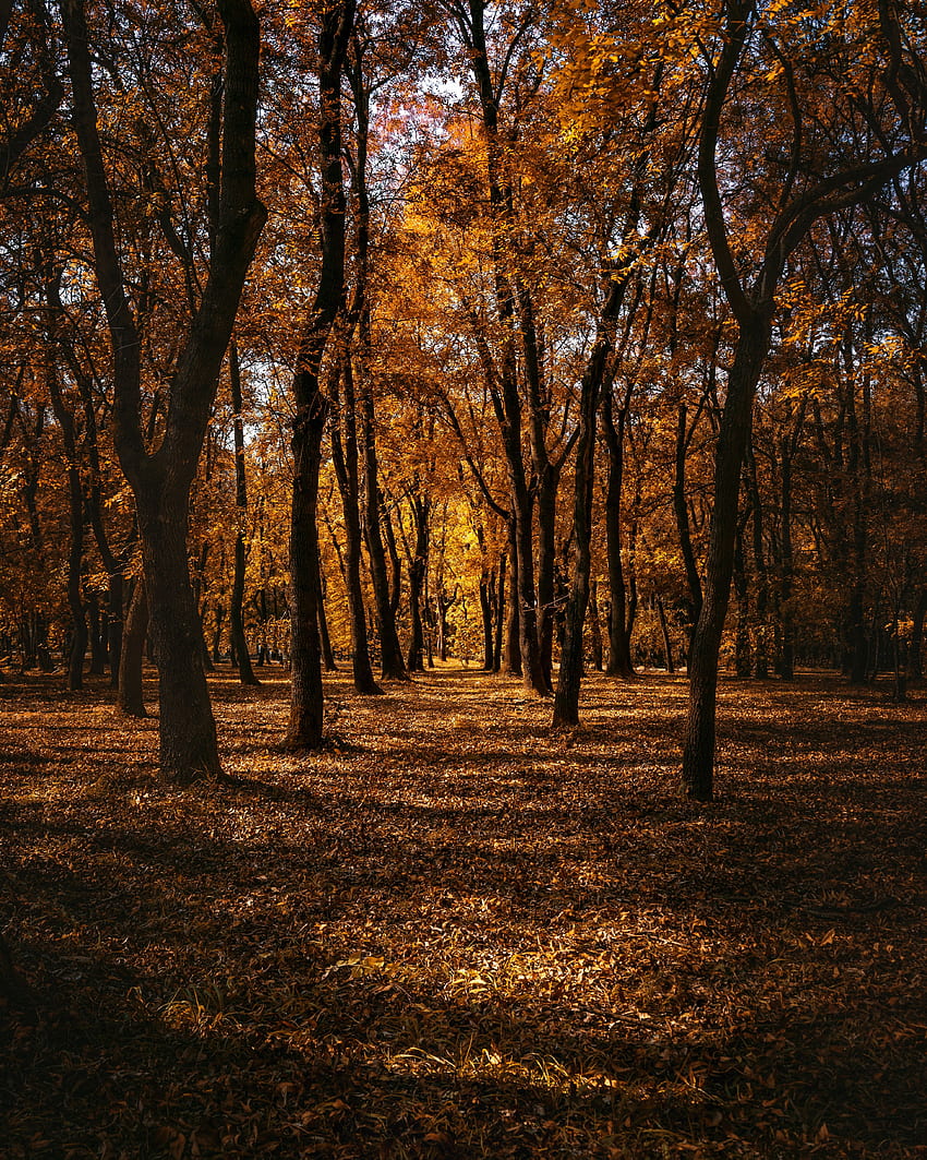 naturaleza, árboles, otoño, bosque, parque, camino fondo de pantalla del teléfono