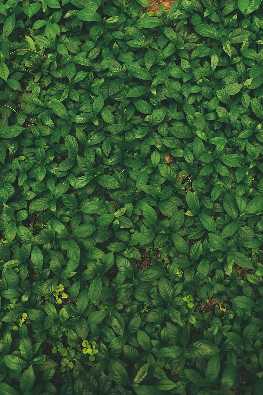 Природа, трева, листа, растение, вени HD тапет за телефон