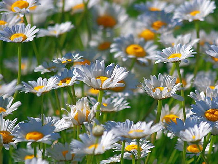 daisy, morning, spring, field, flower HD wallpaper