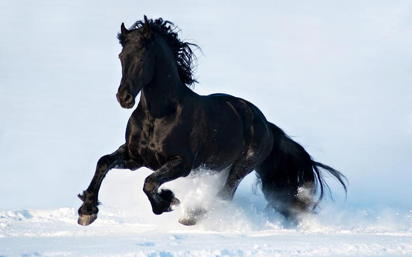 走る黒い馬、暗い馬 高画質の壁紙