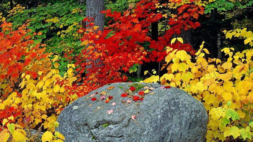 Autumn fall foliage leaves rock Adirondack Mountains HD wallpaper