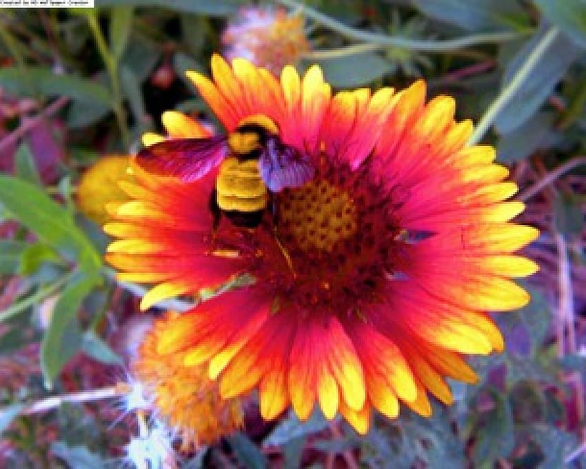 蜂の花、蜂、かわいい、昆虫、花 高画質の壁紙