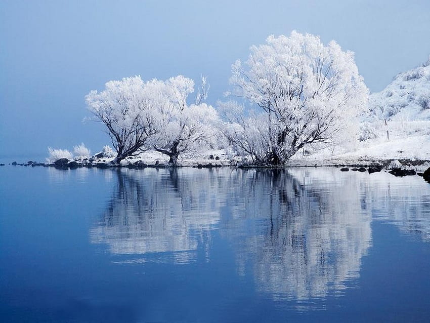 Frosted willow tree, river, mirror, winter, frost, cold, tree, lake, reflection, willow HD wallpaper
