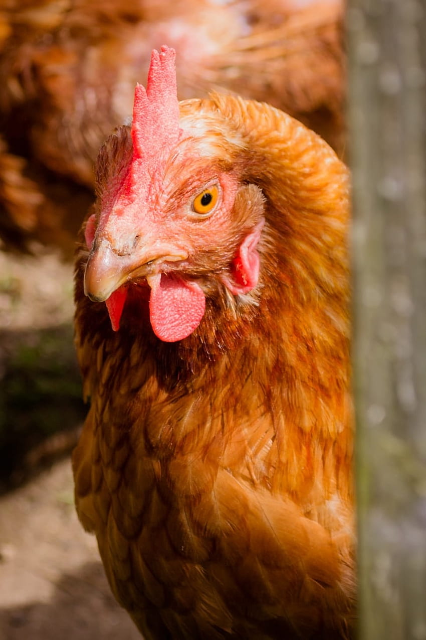 Chicken, Farm, Chicken Farm, Poultry, chicken - bird, livestock HD phone wallpaper